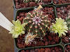 Echinocereus viridiflorus