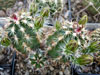 Echinocereus viridiflorus