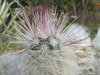 Echinocereus viridiflorus