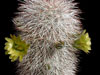 Echinocereus viridiflorus