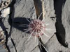 Echinocereus viridiflorus