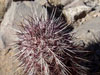 Echinocereus viridiflorus