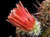 Echinocereus viridiflorus