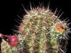 Echinocereus viridiflorus