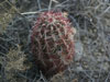 Echinocereus viridiflorus