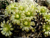 Echinocereus viridiflorus