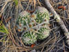 Echinocereus viridiflorus