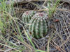 Echinocereus viridiflorus