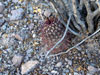 Echinocereus viridiflorus