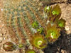 Echinocereus viridiflorus