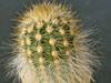 Echinocereus viridiflorus