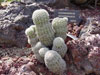 Echinocereus websterianus