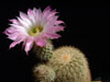 Echinocereus websterianus