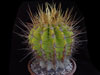 Ferocactus reppenhagenii