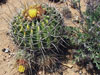 Ferocactus alamosanus