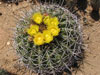 Ferocactus alamosanus