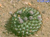 Frailea chiquitana