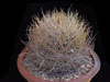 Ferocactus chrysacanthus