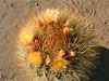 Ferocactus chrysacanthus