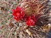 Ferocactus chrysacanthus