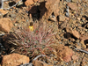 Ferocactus chrysacanthus