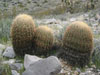 Ferocactus cylindraceus