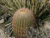 Ferocactus cylindraceus