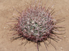 Ferocactus cylindraceus