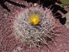 Ferocactus cylindraceus