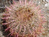 Ferocactus cylindraceus