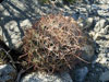 Ferocactus cylindraceus