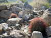 Ferocactus cylindraceus