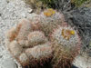 Ferocactus cylindraceus