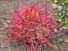 Ferocactus cylindraceus