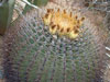 Ferocactus diguetii