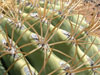 Ferocactus diguetii