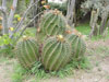 Ferocactus echidne