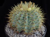 Ferocactus glaucescens