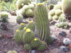 Ferocactus echidne