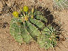 Ferocactus echidne