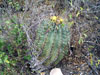 Ferocactus echidne