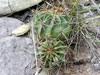 Ferocactus echidne