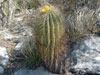 Ferocactus echidne