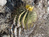 Ferocactus echidne