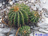 Ferocactus echidne