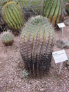 Ferocactus emoryi