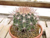 Ferocactus emoryi