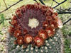 Ferocactus emoryi