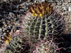 Ferocactus emoryi