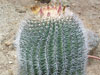 Ferocactus emoryi